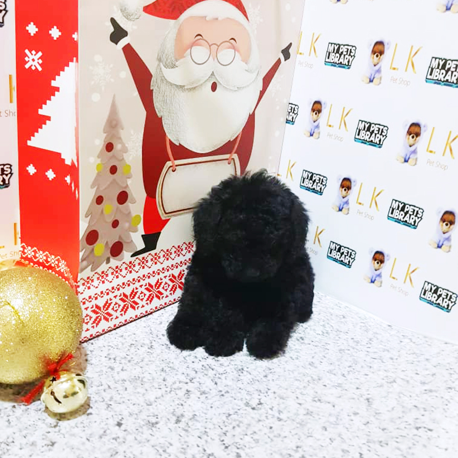 Black Toy Poodle Puppy (Male) For Sale
