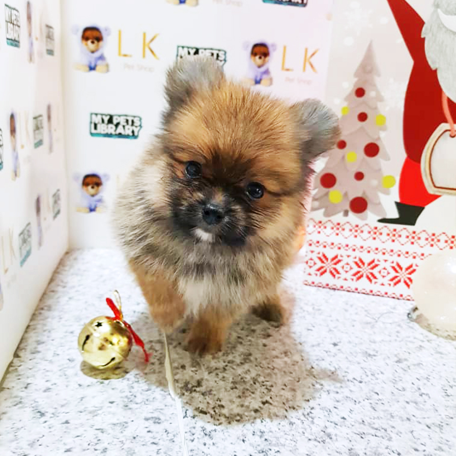Sable Brown Pomeranian Puppy (Female) For Sale
