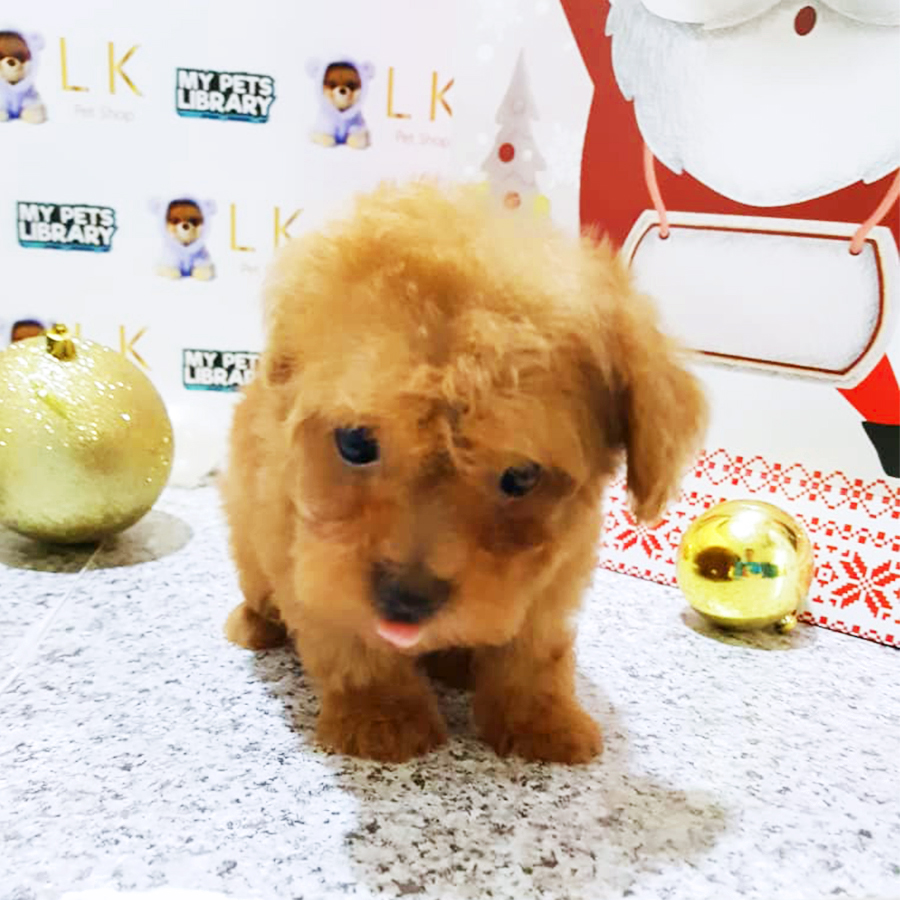 Brown Toy Poodle Puppy (Male) For Sale