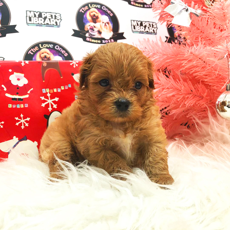 Brown Mini Shih Tzu Puppy (Male) For Sale