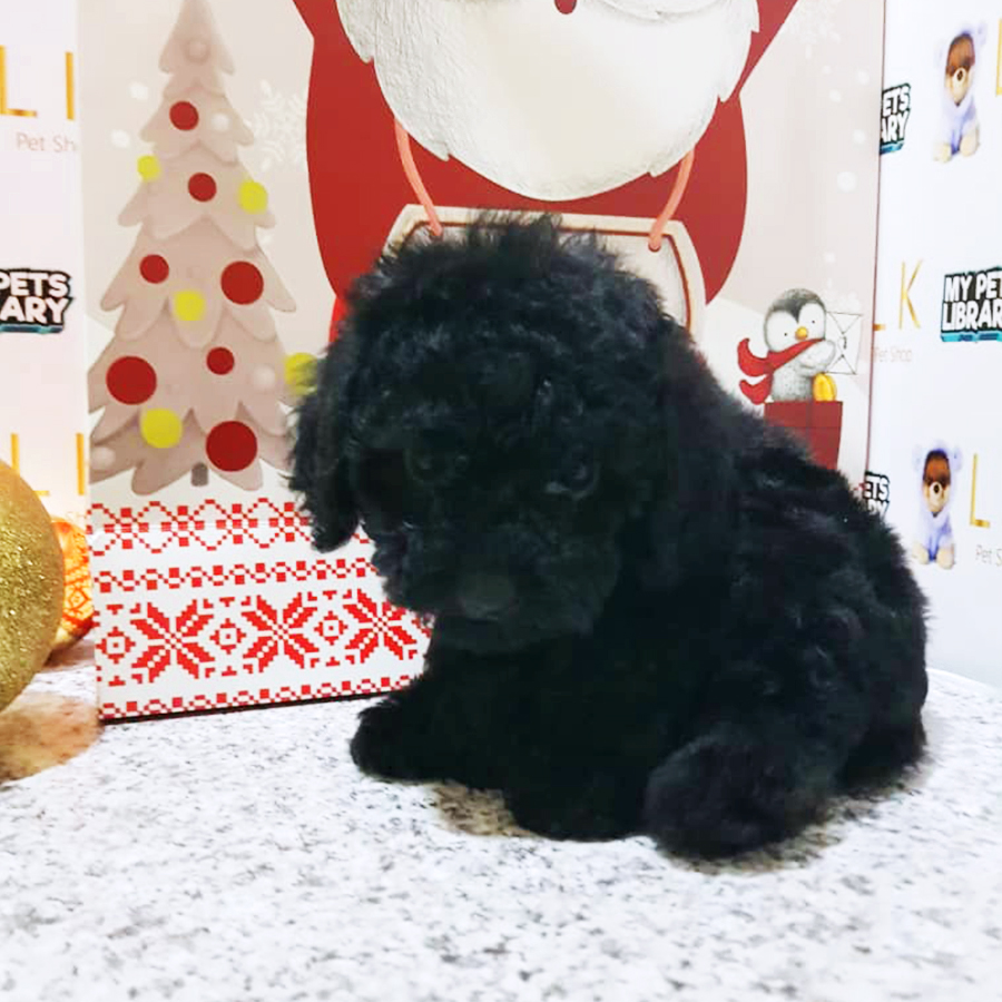 Black Toy Poodle Puppy (Male) For Sale