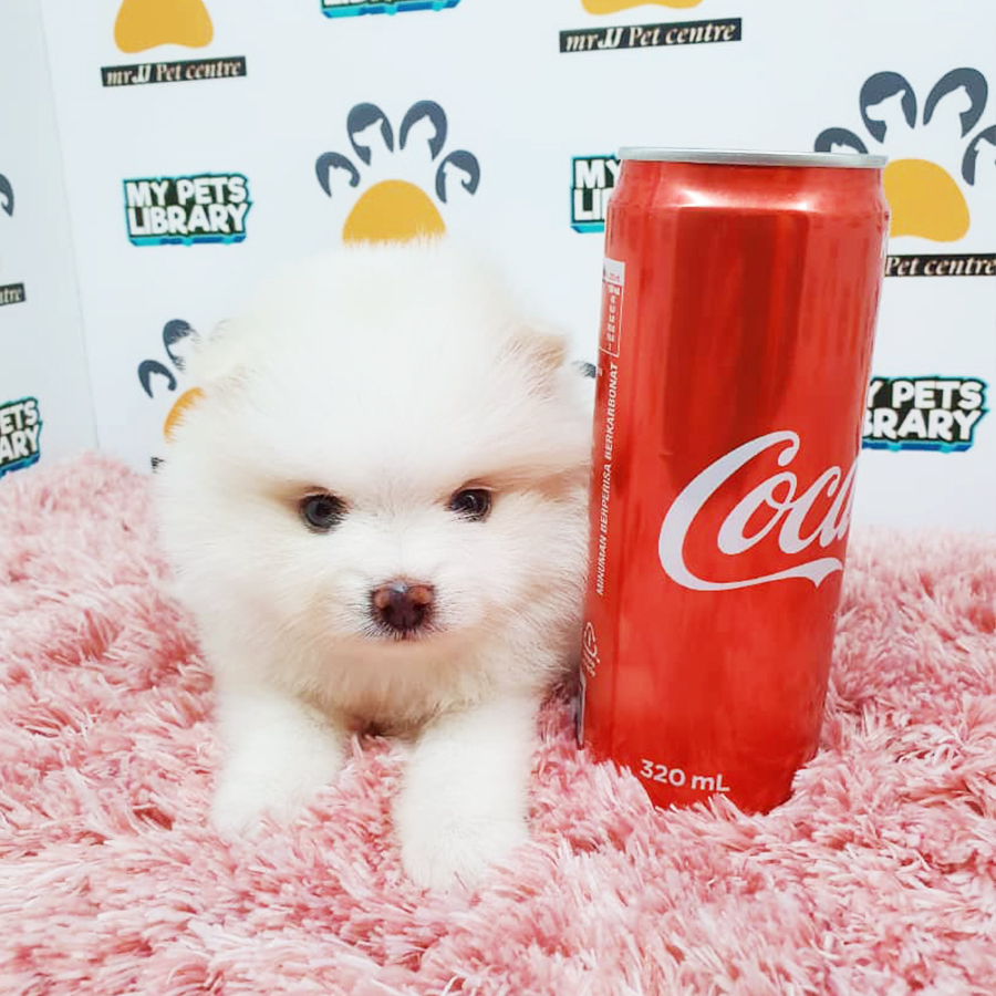 White Teacup Pomeranian Puppy (Female) For Sale