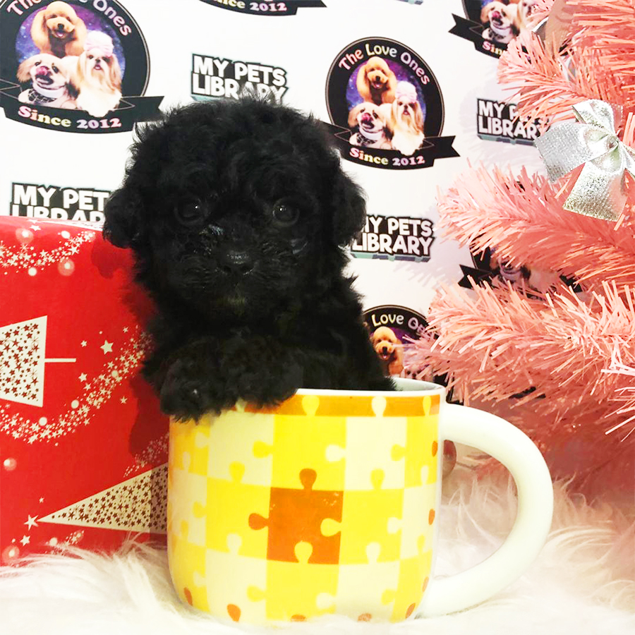 Blue Tiny Teacup Poodle Puppy (Female) For Sale