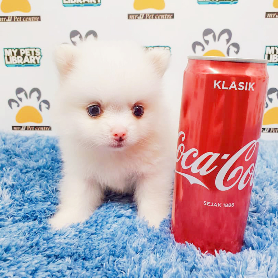 White Teacup Pomeranian Puppy (Male) For Sale