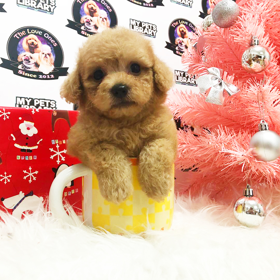 Brown Tiny Teacup Poodle Puppy (Female) For Sale