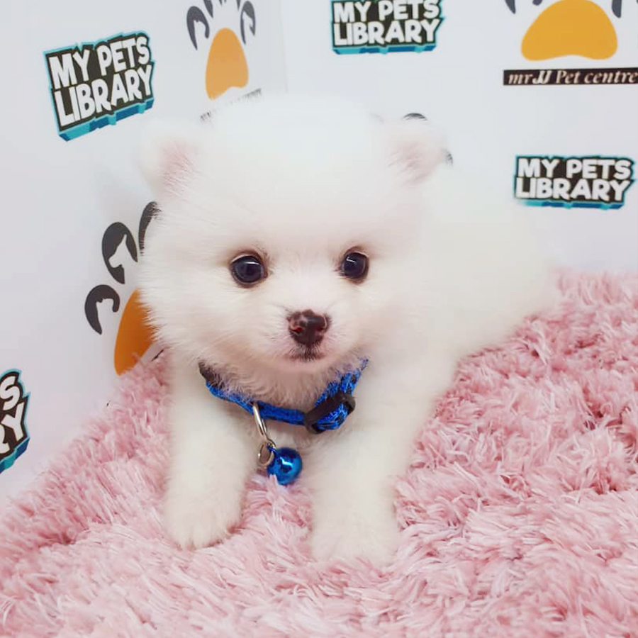 White Teacup Pomeranian Puppy (Female) For Sale