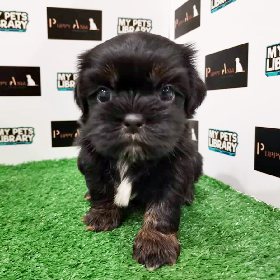 Mix Breed Puppy (Female) For Sale