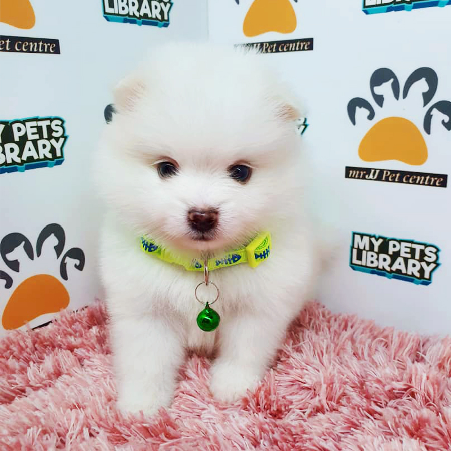 White Teacup Pomeranian Puppy (Female) For Sale
