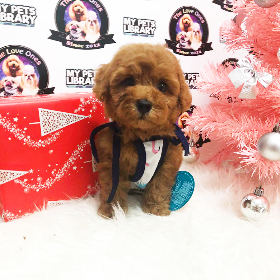 Red Tiny Poodle Puppy (Female) For Sale