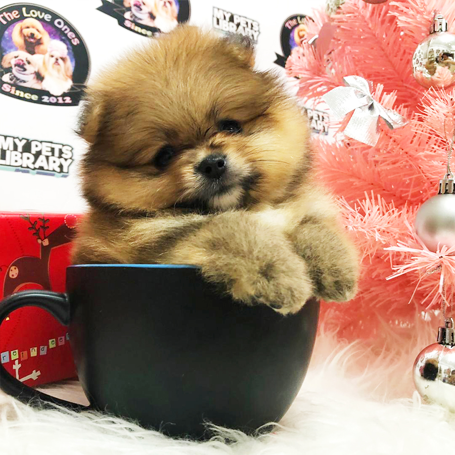Bear Quality Teacup Pomeranian Puppy (Male) For Sale