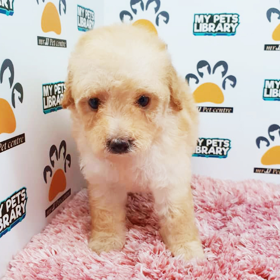 Cream Toy Poodle Puppy (Female) For Sale