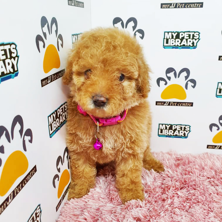 Brown Toy Poodle Puppy (Female) For Sale