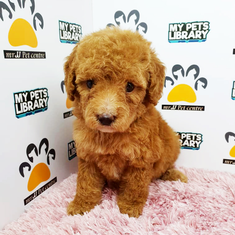 Brown Toy Poodle Puppy (Female) For Sale