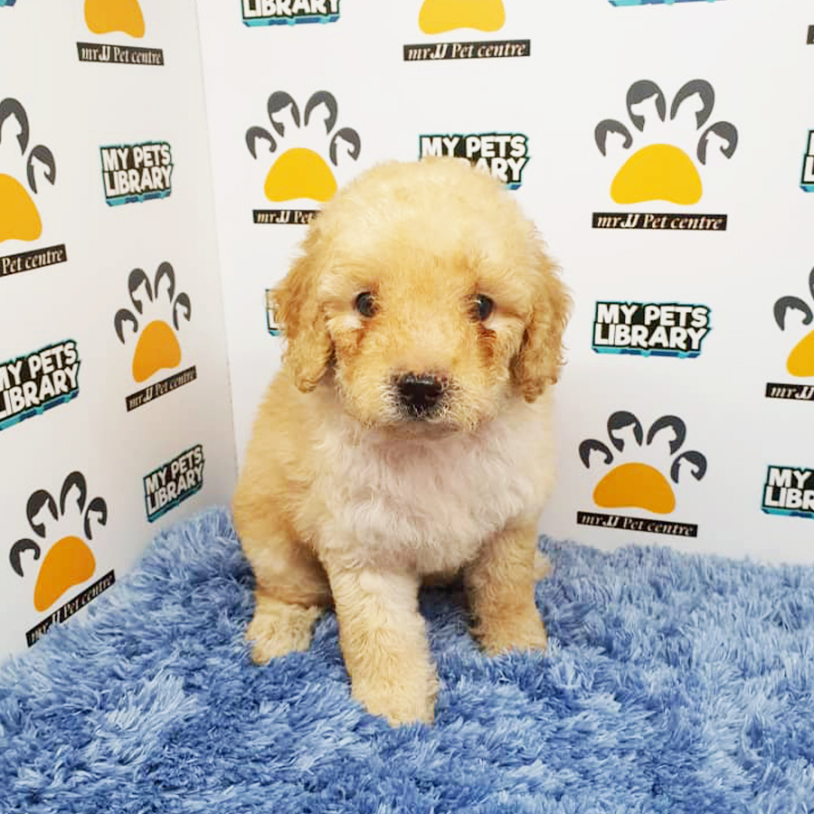Cream Toy Poodle Puppy (Male) For Sale