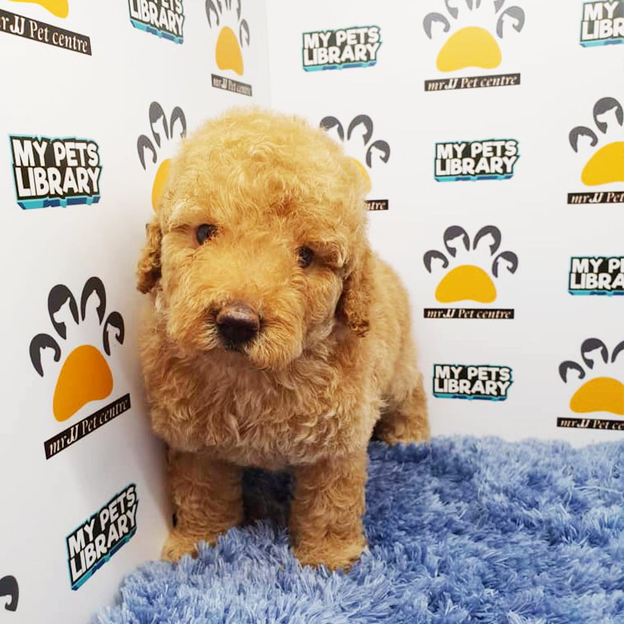 Brown Toy Poodle Puppy (Male) For Sale