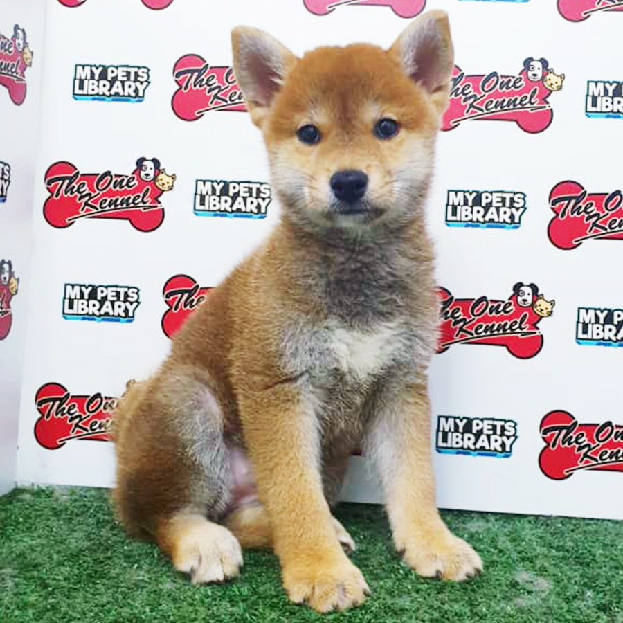Shiba Inu Puppy (Female) For Sale