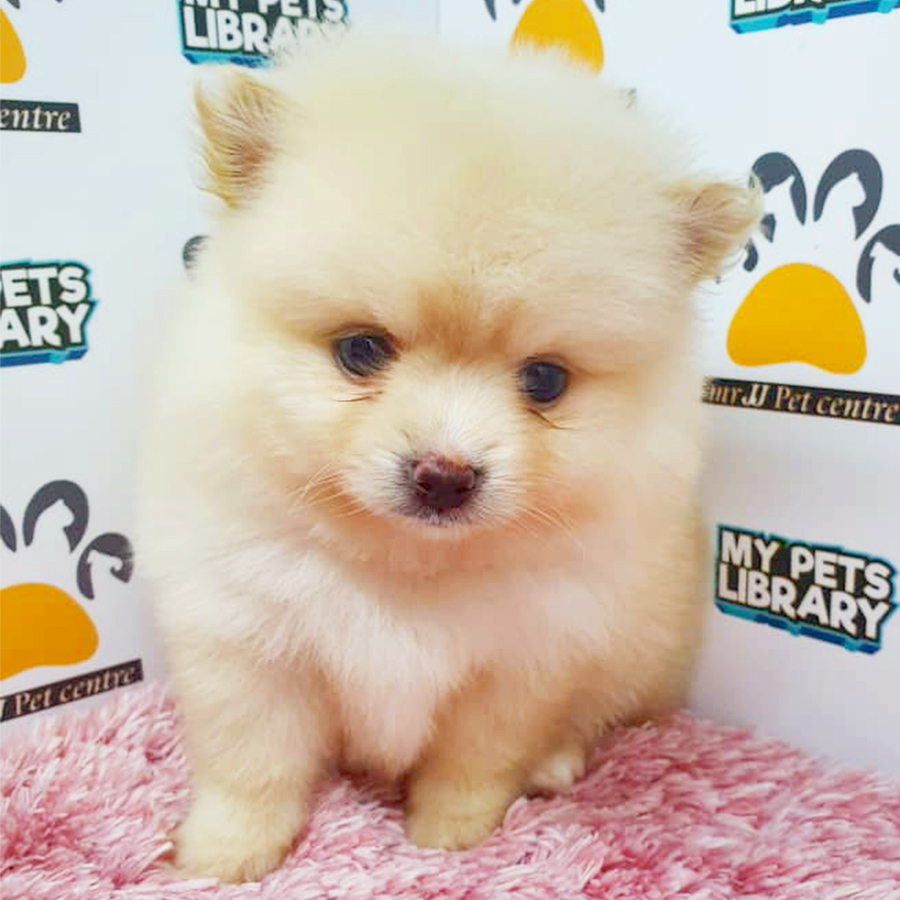 Cream Teacup Pomeranian Puppy (Female) For Sale