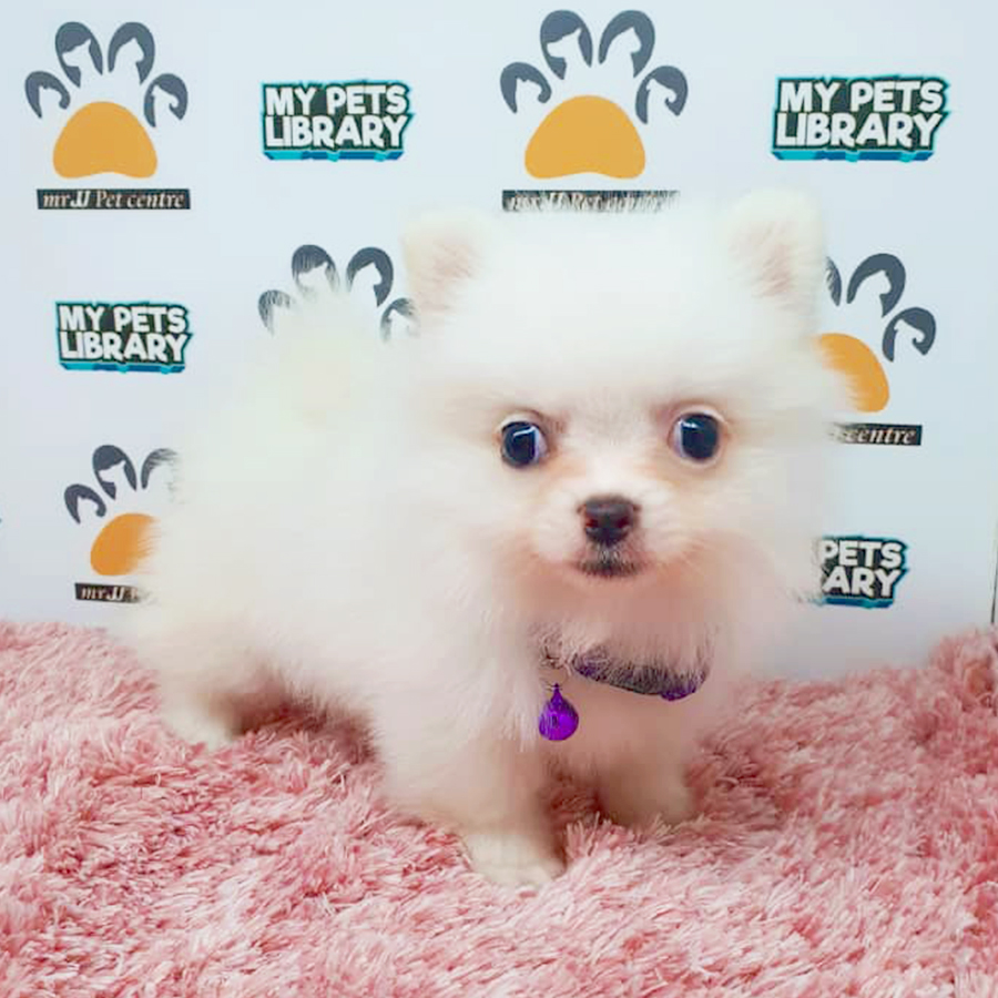 White Teacup Pomeranian Puppy (Female) For Sale