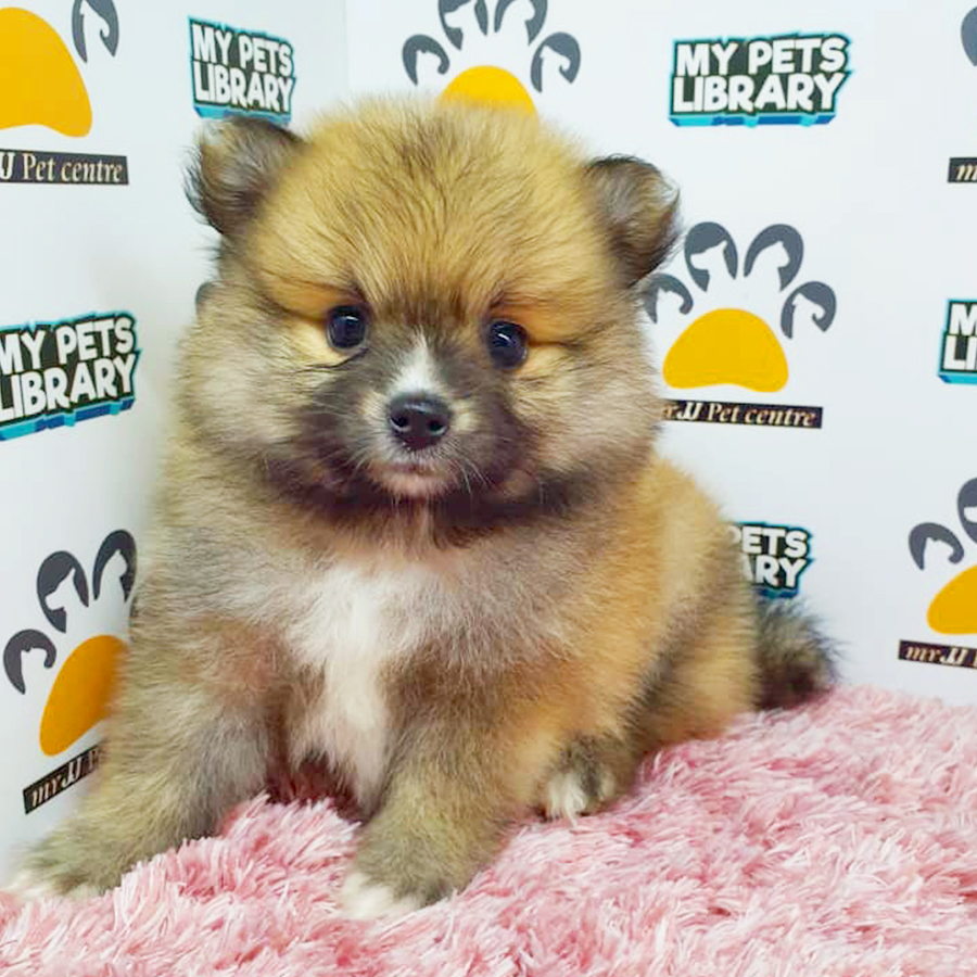 Sable Brown Teacup Pomeranian Puppy (Female) For Sale