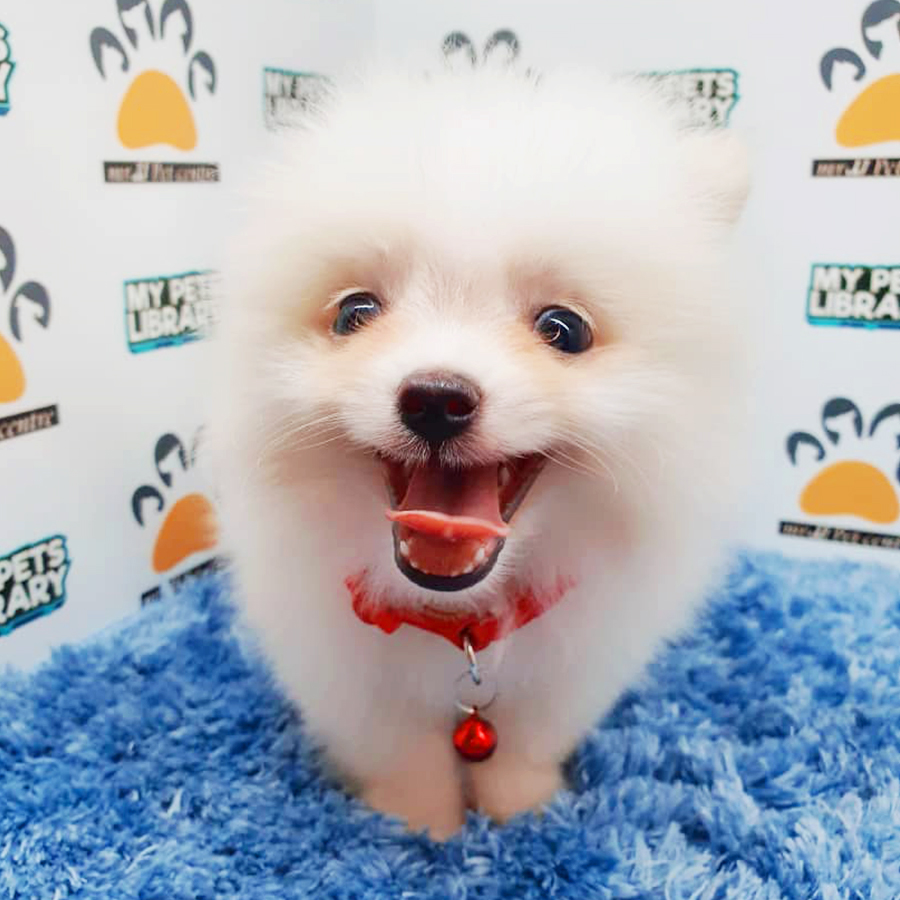 Parti White Teacup Pomeranian Puppy (Male) For Sale