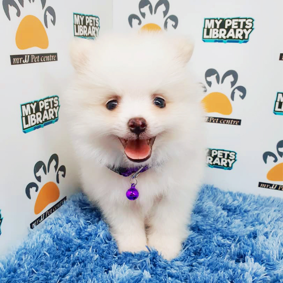 Parti White Pomeranian Puppy (Male) For Sale
