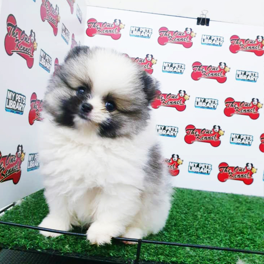 Parti Pomeranian Puppy (Female) For Sale