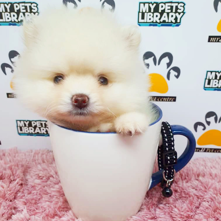 Cream White Teacup Pomeranian Puppy (Female) For Sale
