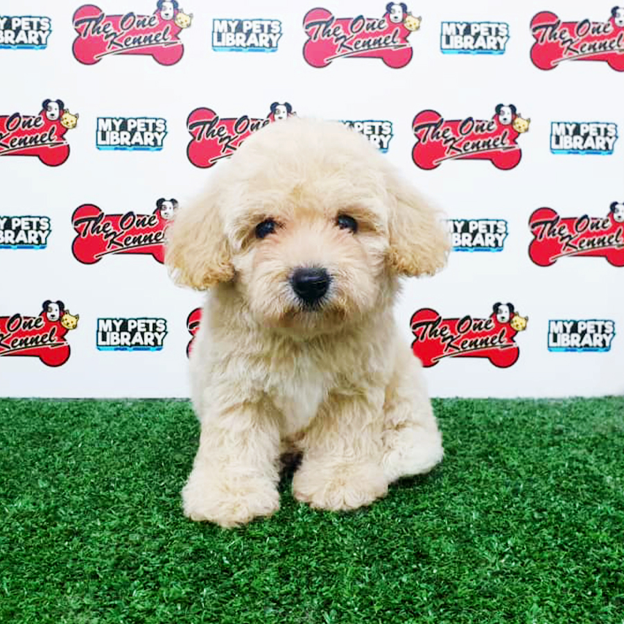 Cream Toy Poodle Puppy (Male) For Sale