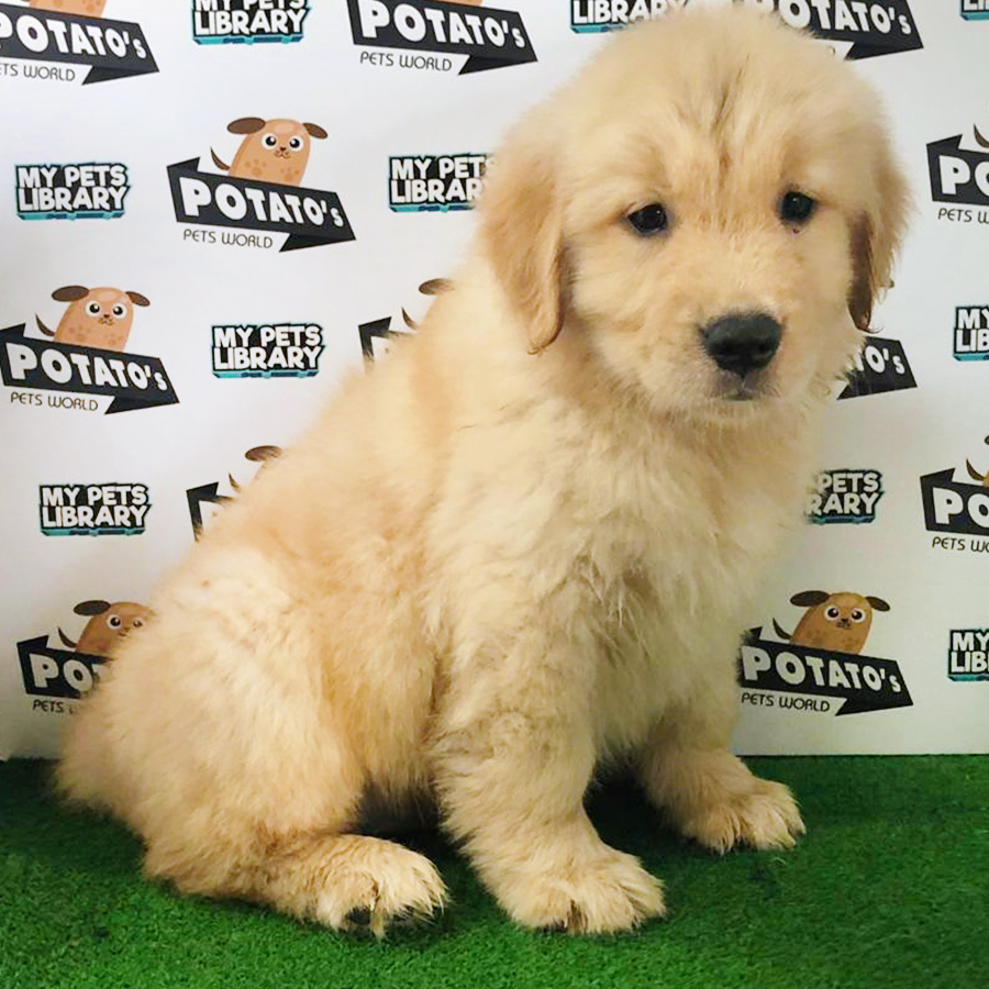 Golden Retriever Puppy (Male) For Sale