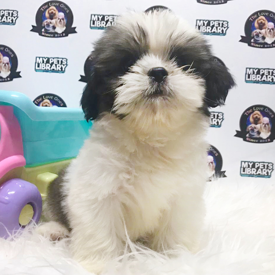 Tri Colour Shih Tzu Puppy (Male) For Sale
