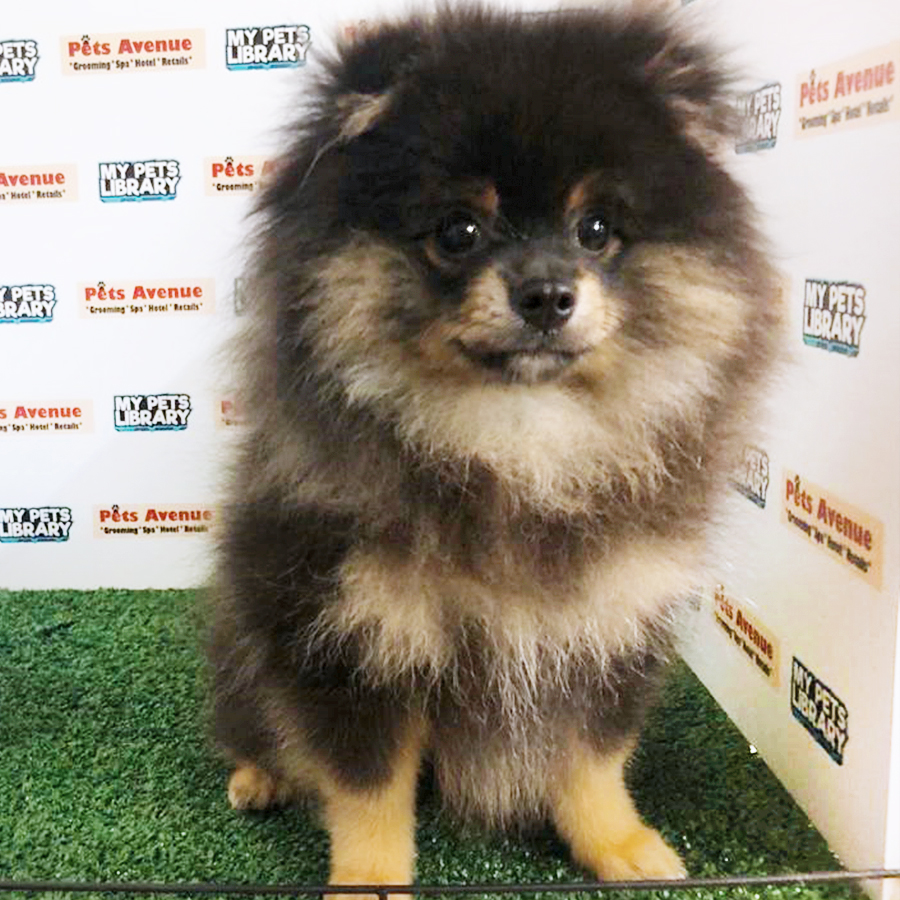 Black & Tan Pomeranian Puppy (Female) For Sale