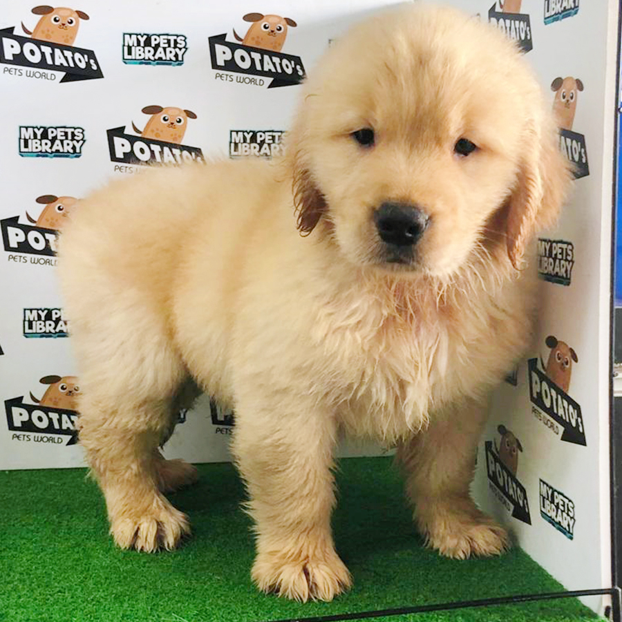 Golden Retriever Puppy (Male) For Sale