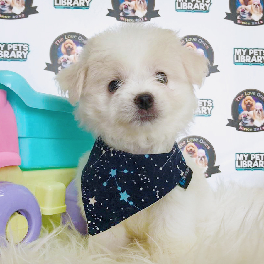 White Maltese Puppy (Male) For Sale
