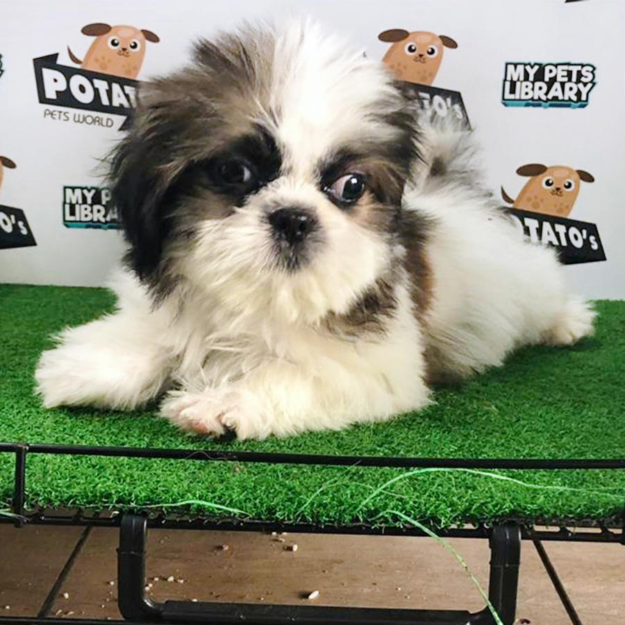 Parti Colour Shih Tzu Puppy (Female) For Sale
