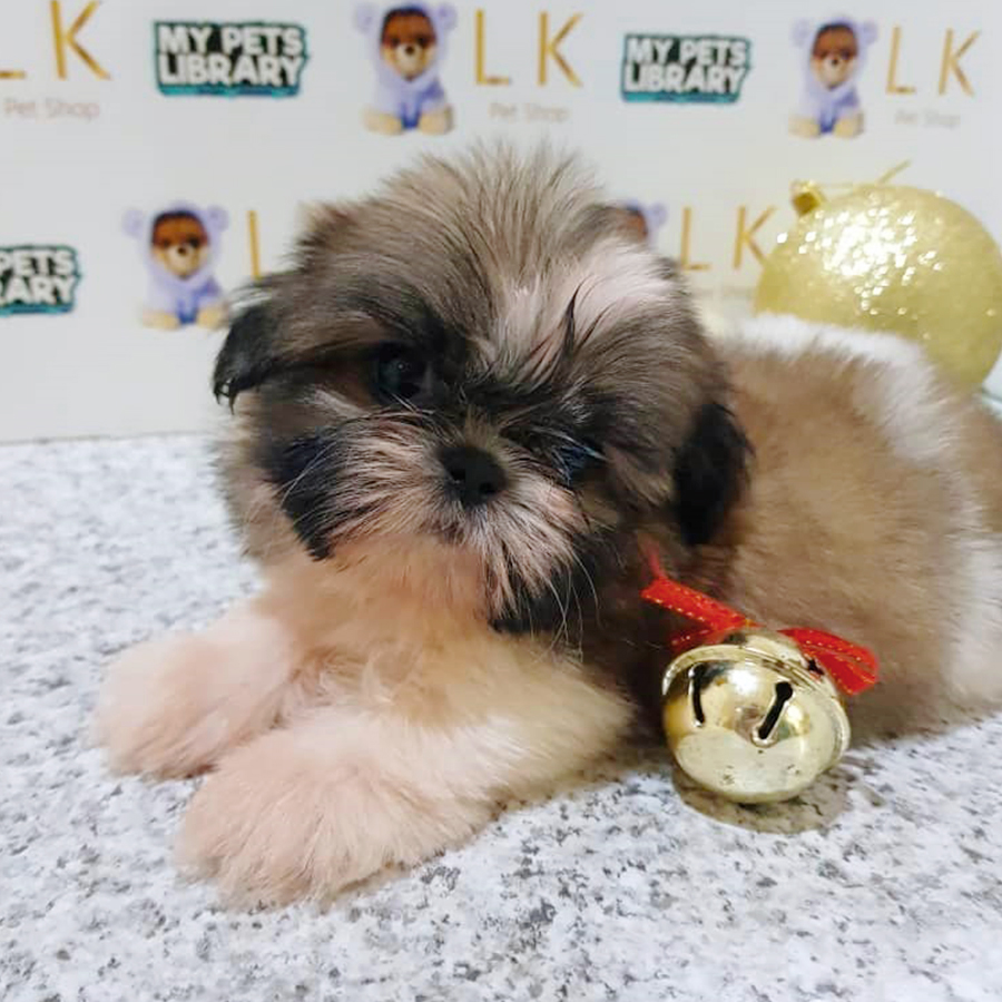 Tri Colour Shih Tzu Puppy (Male) For Sale