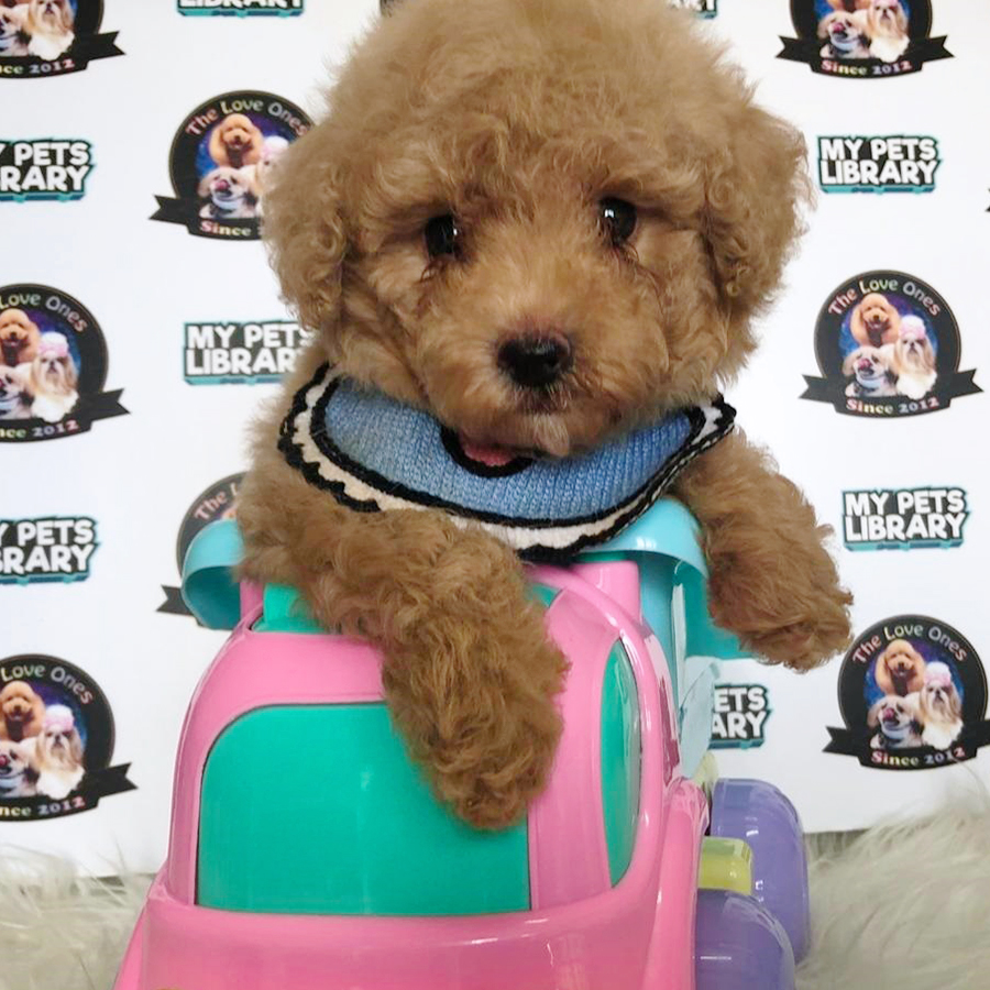Brown Tiny Toy Poodle Puppy (Male) For Sale