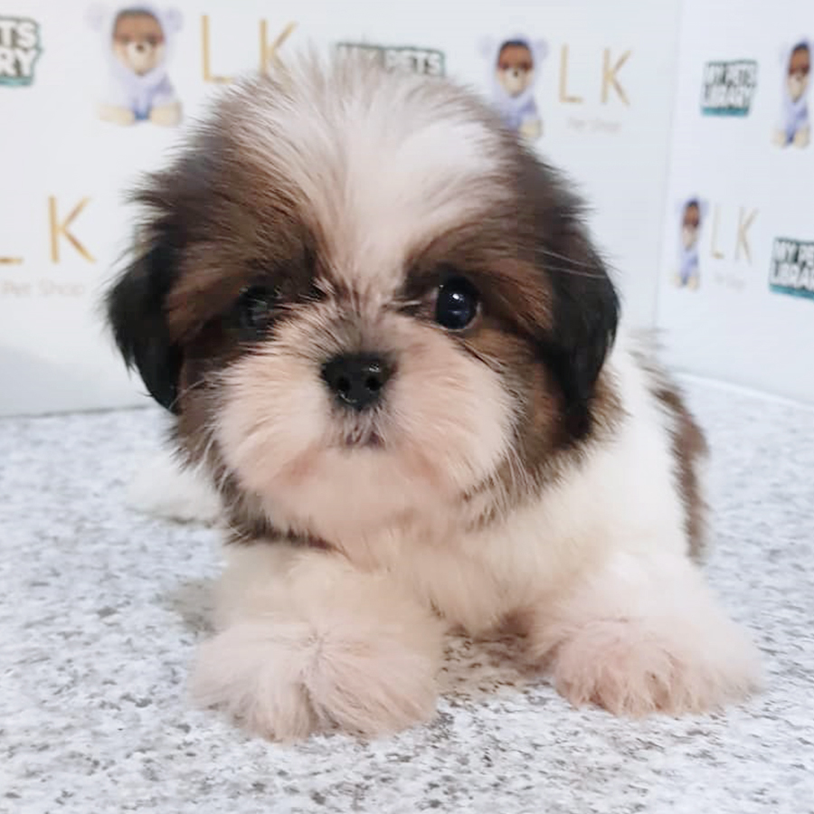 Tri Colour Shih Tzu Puppy (Female) For Sale