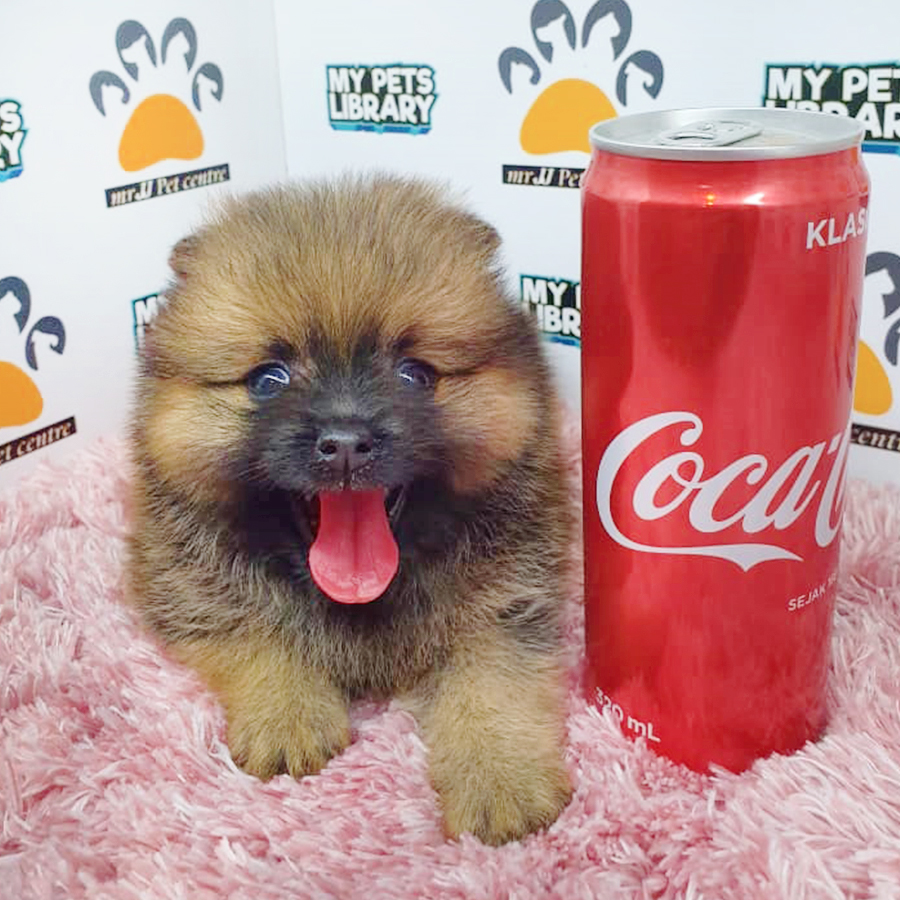 Sable Teacup Pomeranian Puppy (Female) For Sale