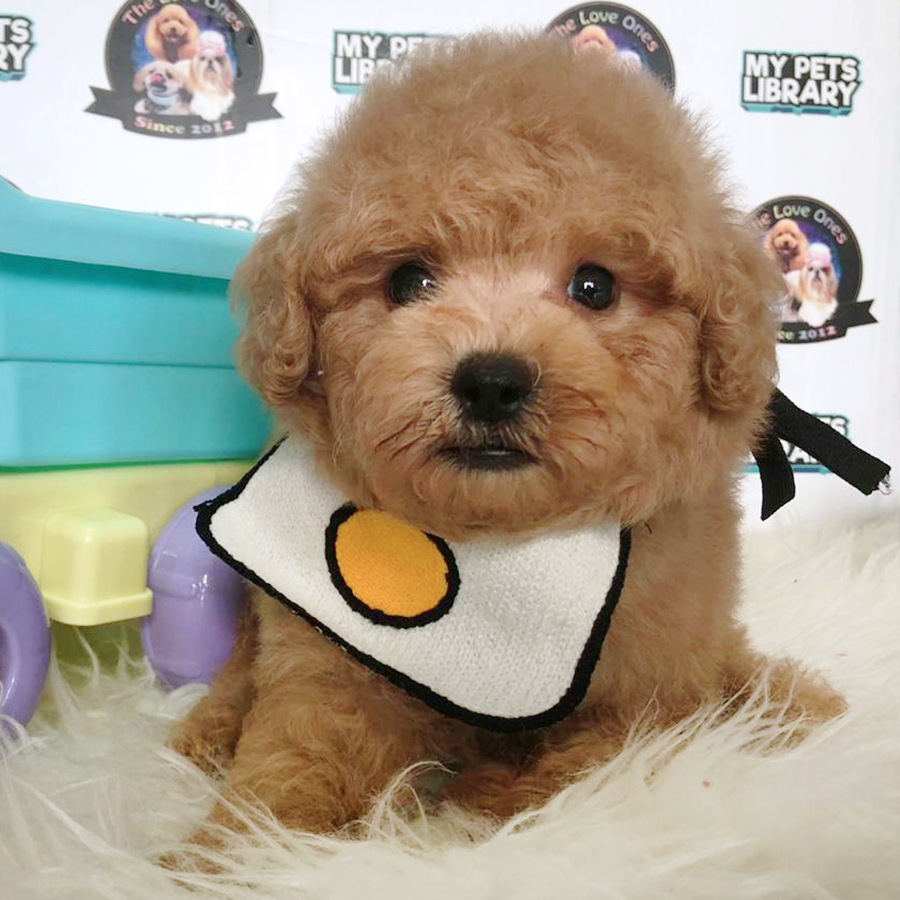 Brown Tiny Toy Poodle Puppy (Male) For Sale