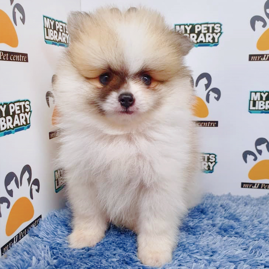 Parti Pomeranian Puppy (Male) For Sale