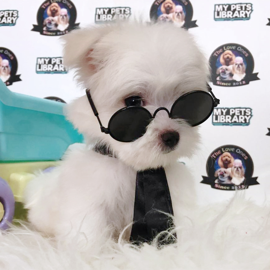 White Maltese Puppy (Male) For Sale