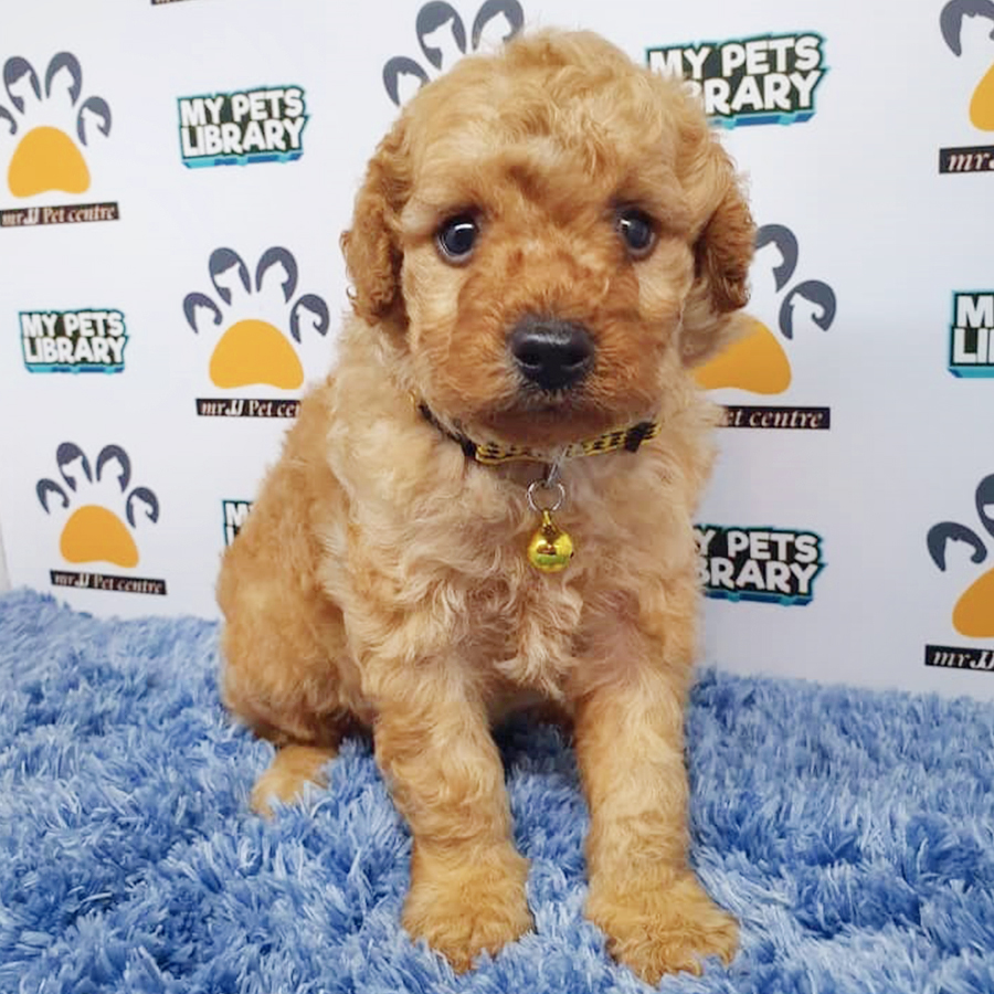 Brown Toy Poodle Puppy (Male) For Sale