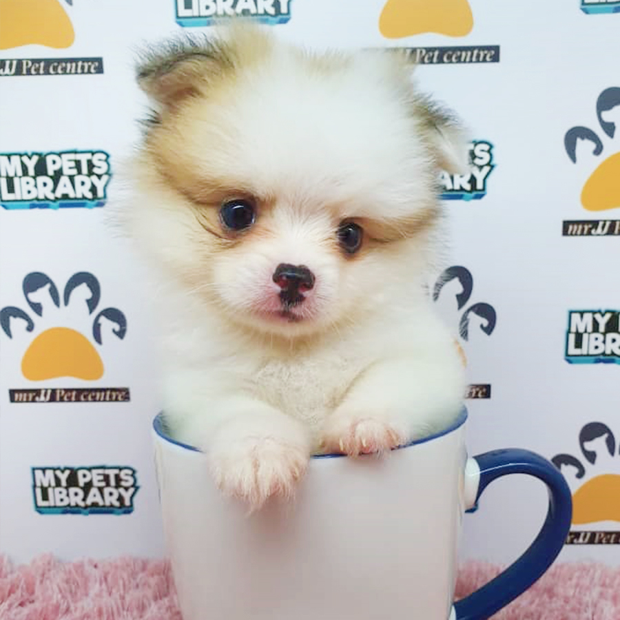 Parti Pomeranian Puppy (Female) For Sale