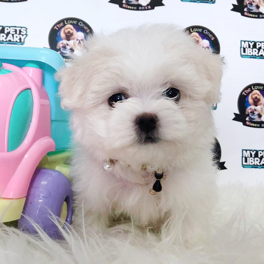 White Maltese Puppy (Female) For Sale