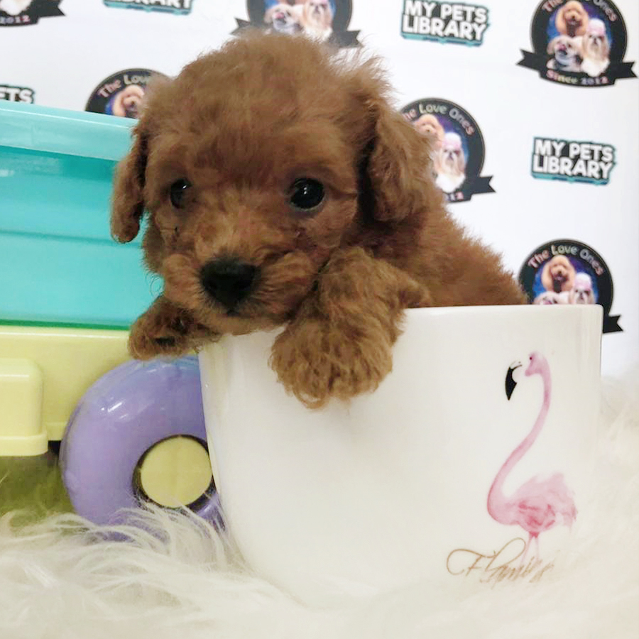 Brown Tiny Teacup Poodle Puppy (Male) For Sale