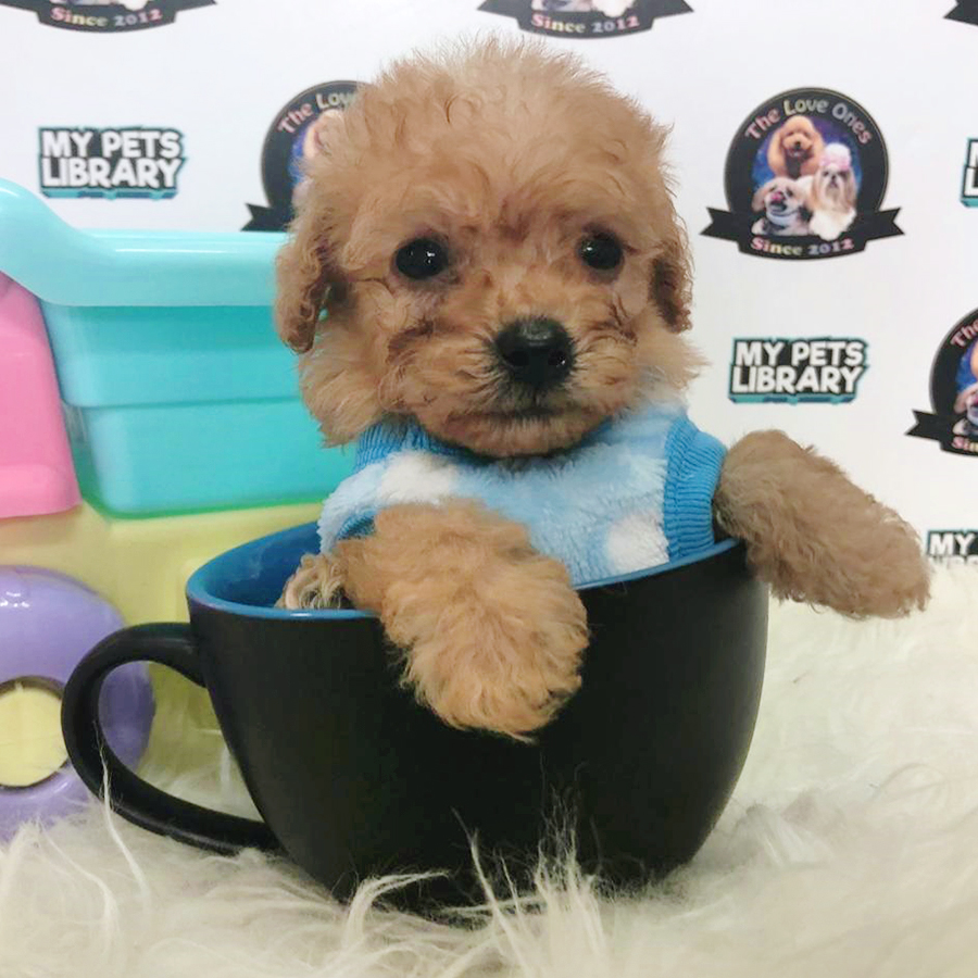 Brown Tiny Teacup Poodle Puppy (Male) For Sale