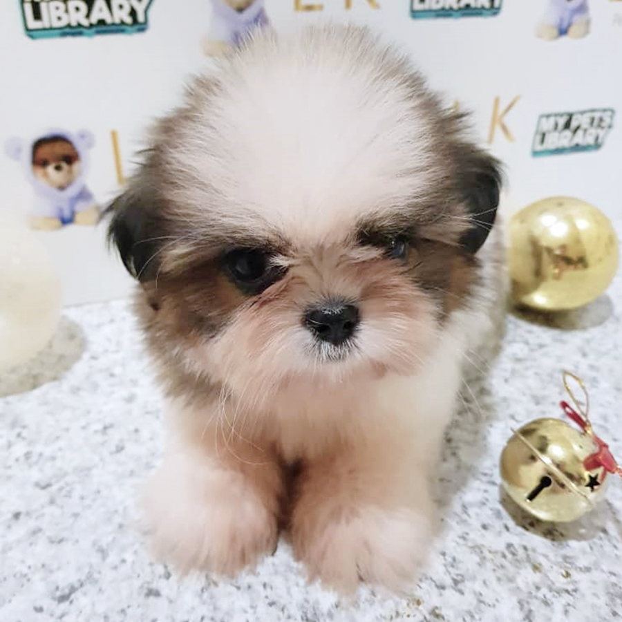 Tri Colour Shih Tzu Puppy (Female) For Sale