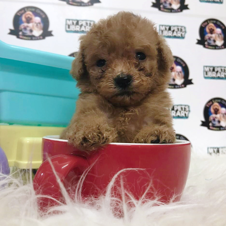 Brown Tiny Teacup Poodle Puppy (Male) For Sale