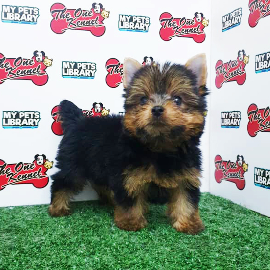 Yorkshire Terrier Puppy (Male) For Sale