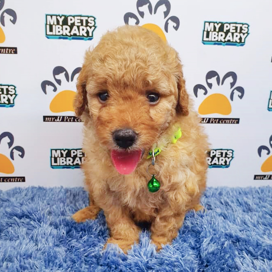 Brown Toy Poodle Puppy (Male) For Sale